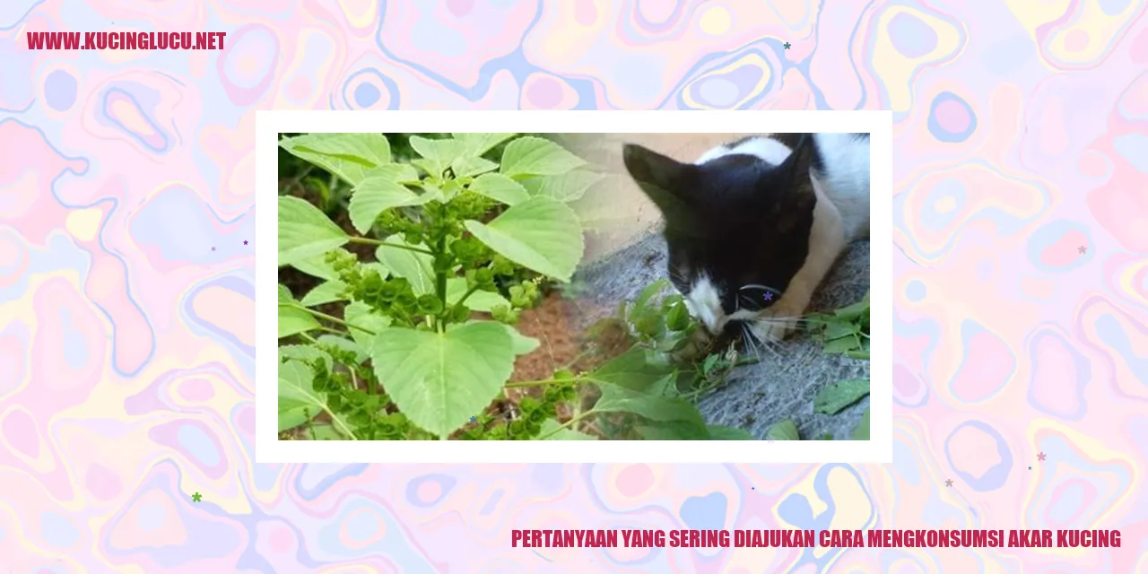 Pertanyaan yang Sering Diajukan cara mengkonsumsi akar kucing