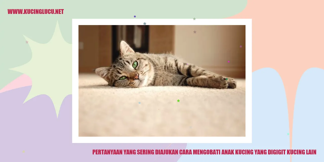 gambar anak kucing