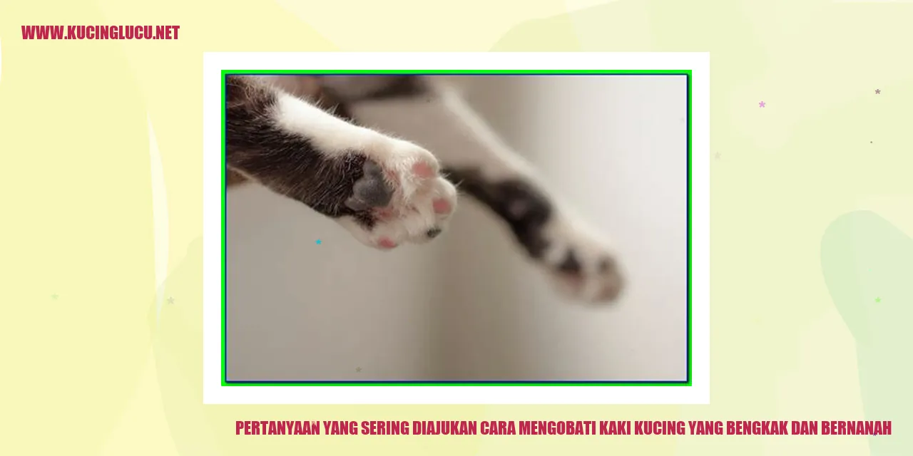 Gambar kucing dengan kaki bengkak dan bernanah