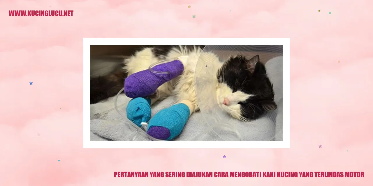 Pertanyaan yang Sering Diajukan tentang Cara Mengobati Kaki Kucing yang Terlindas Motor