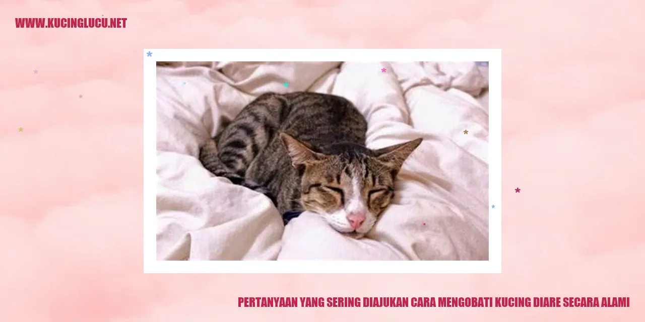 Pertanyaan yang Biasa Ditanyakan mengenai Cara Mengobati Diare pada Kucing dengan Bahan Alami