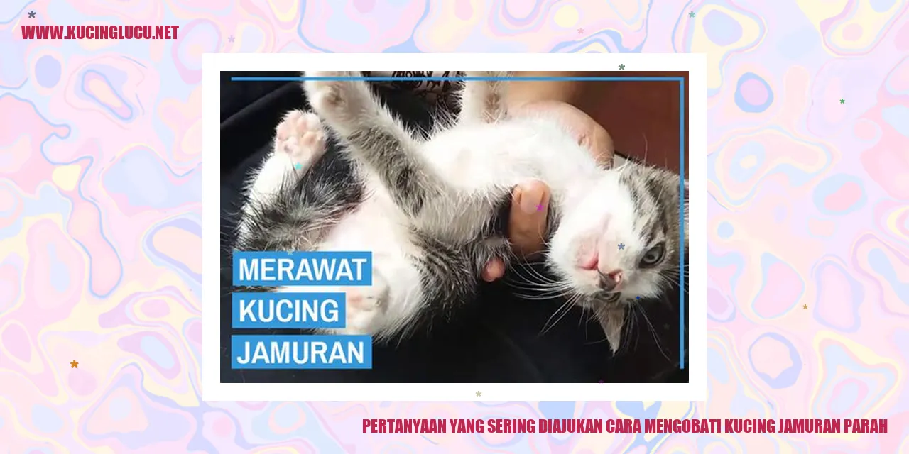 Kucing Jamuran