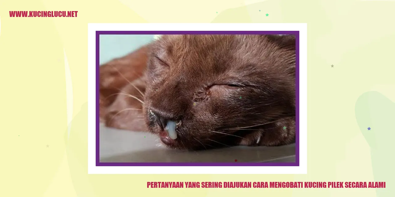 pertanyaan cara mengobati kucing pilek secara alami