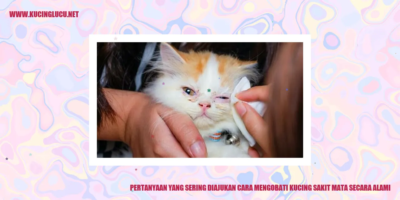Pertanyaan yang Sering Diajukan tentang Cara Mengobati Kucing Sakit Mata secara Alami