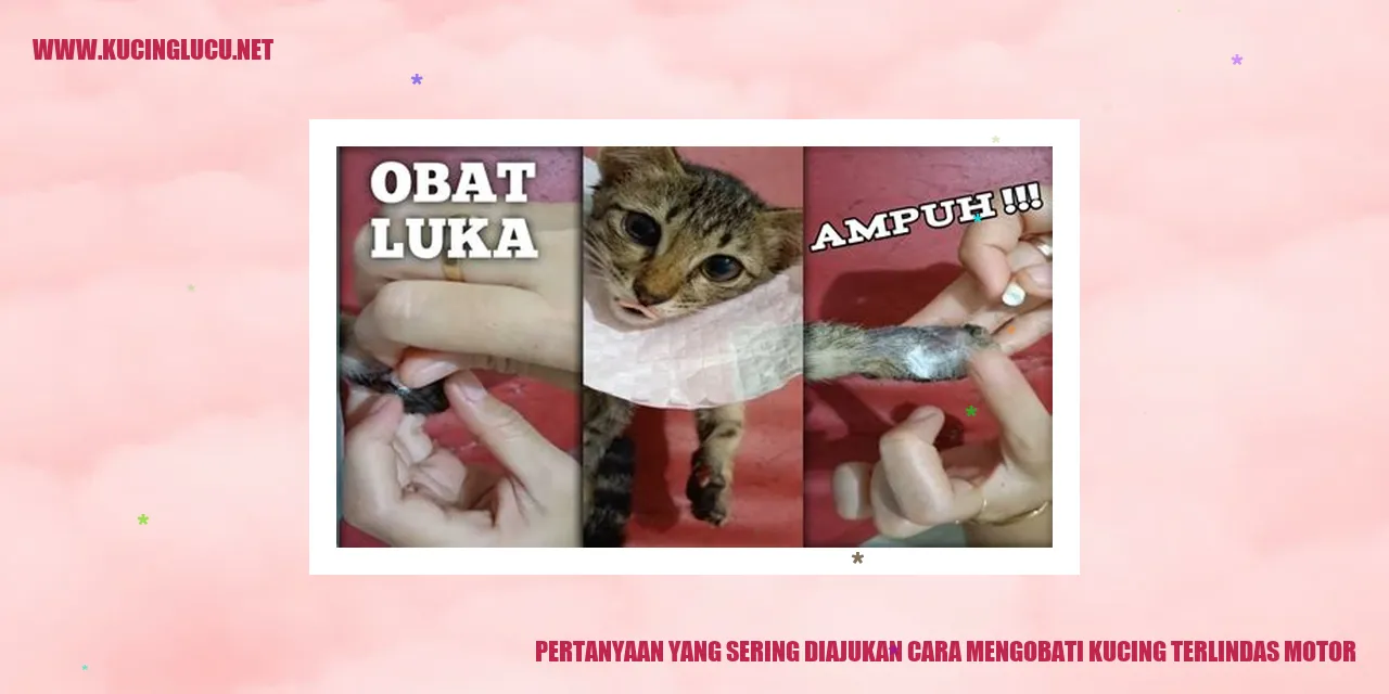 Kucing Terlindas Motor