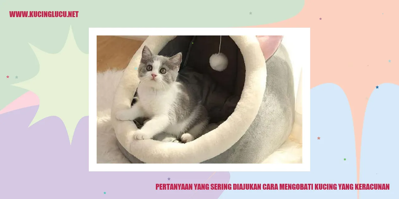 Kucing yang Keracunan
