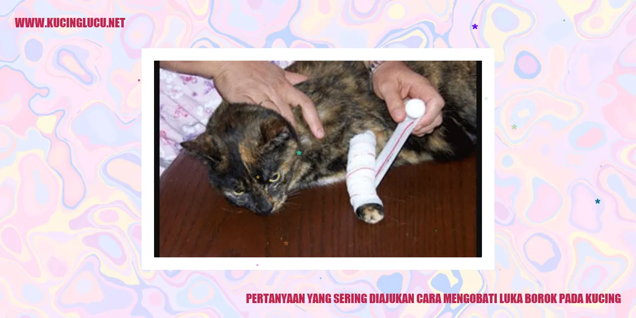 Gambar Pertanyaan yang Sering Diajukan tentang Cara Mengobati Luka Borok pada Kucing