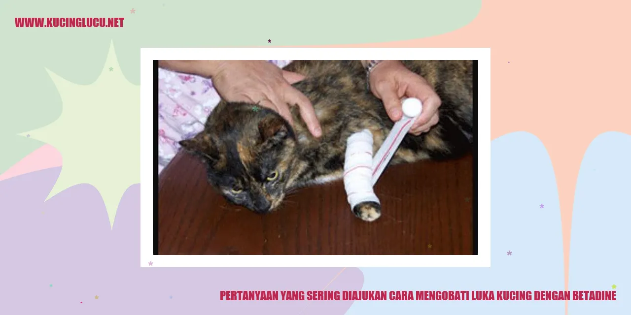 Gambar Luka Kucing dengan Betadine