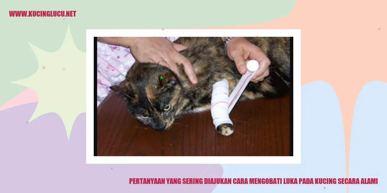 luka pada kucing