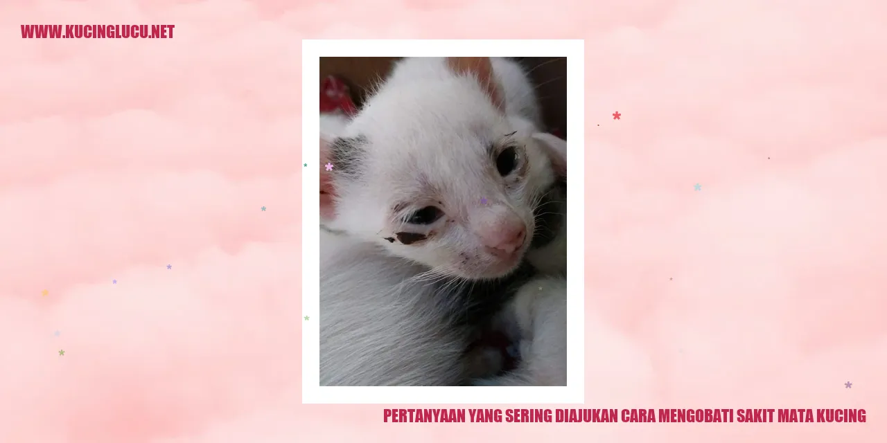 Penanganan Mata Kucing yang Sakit