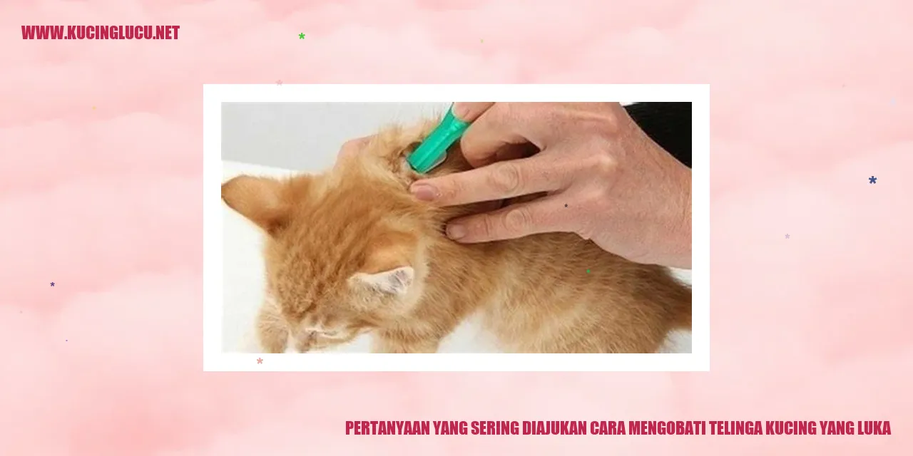 Telinga kucing yang luka