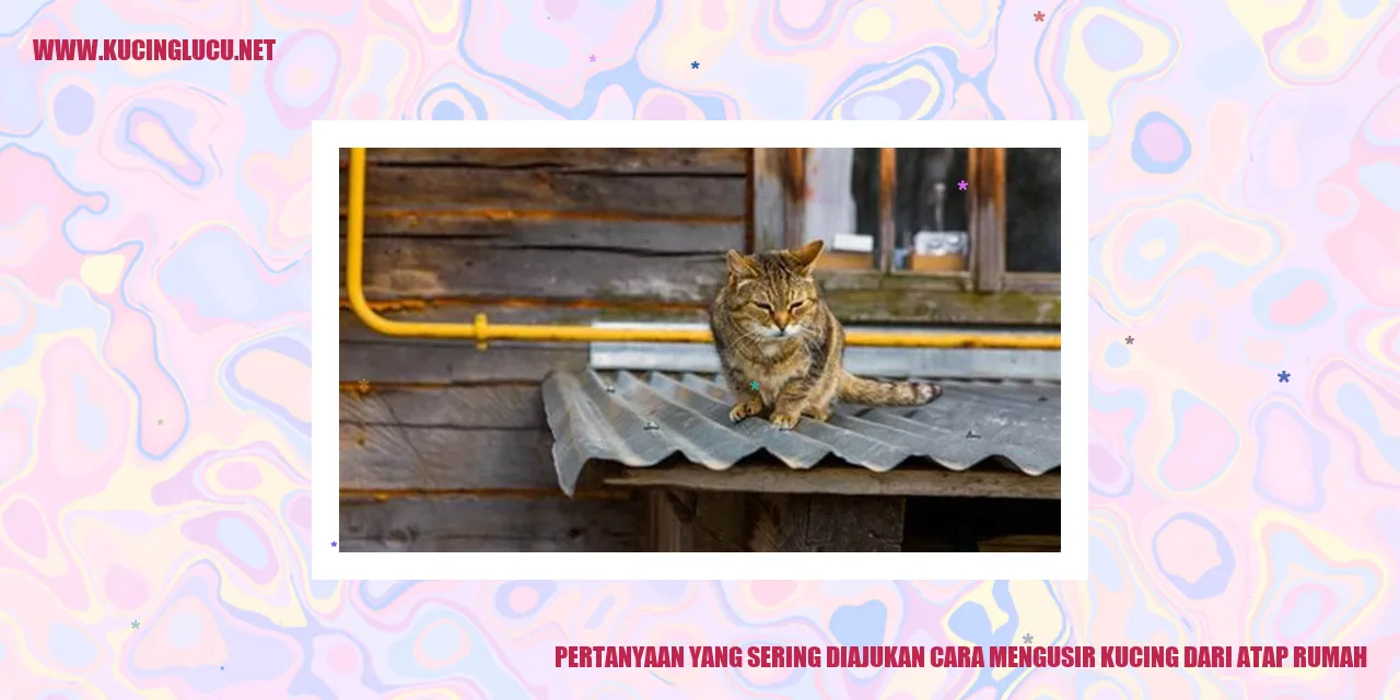 Kucing di atap rumah