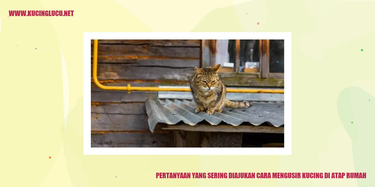 Gambar kucing di atap rumah