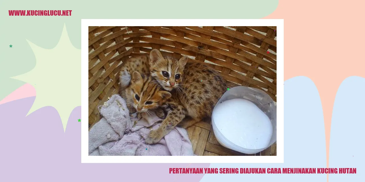Kucing Hutan