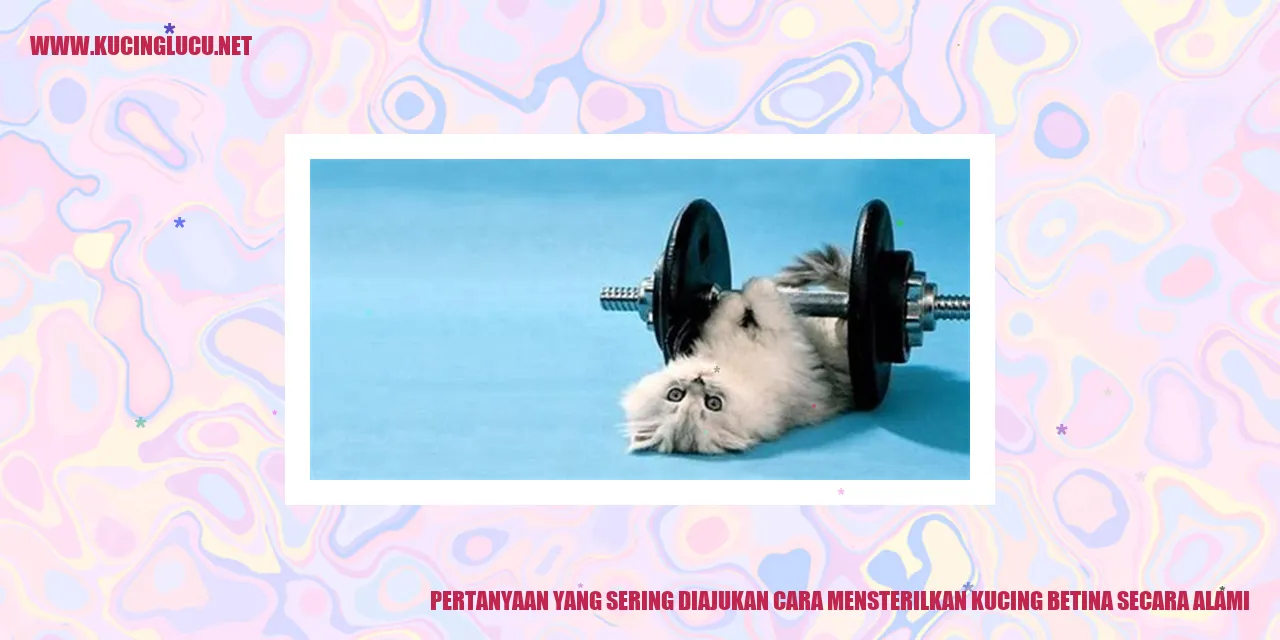 Ilustrasi Mensterilkan Kucing Betina