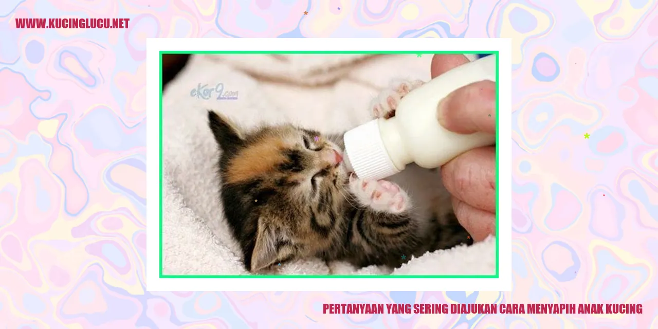 Gambar Anak Kucing
