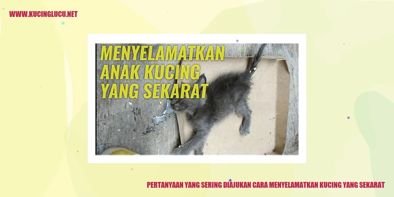 Gambar Kucing yang Menderita Parah