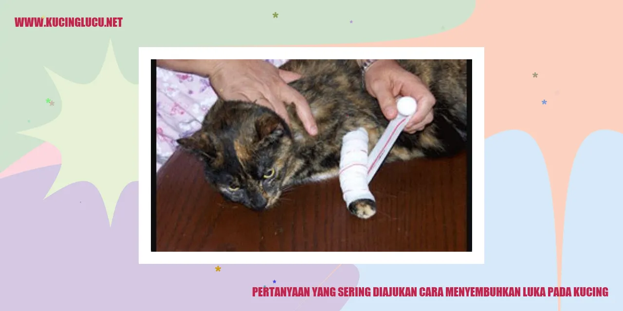 Pertanyaan yang Sering Diajukan cara menyembuhkan luka pada kucing