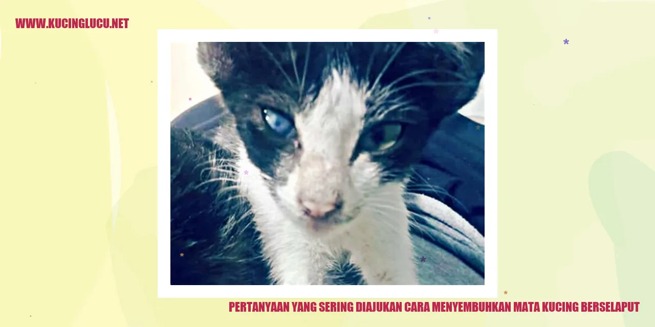 Cara Menyembuhkan Mata Kucing Berselaput