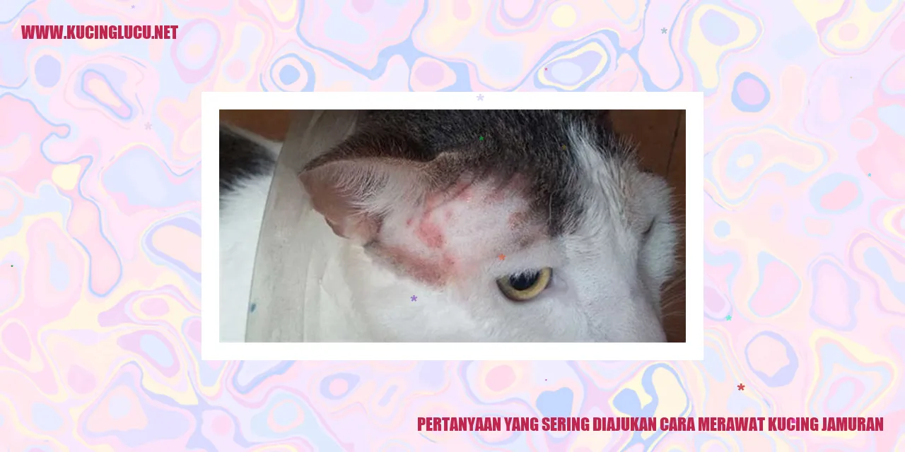 Kucing Jamuran