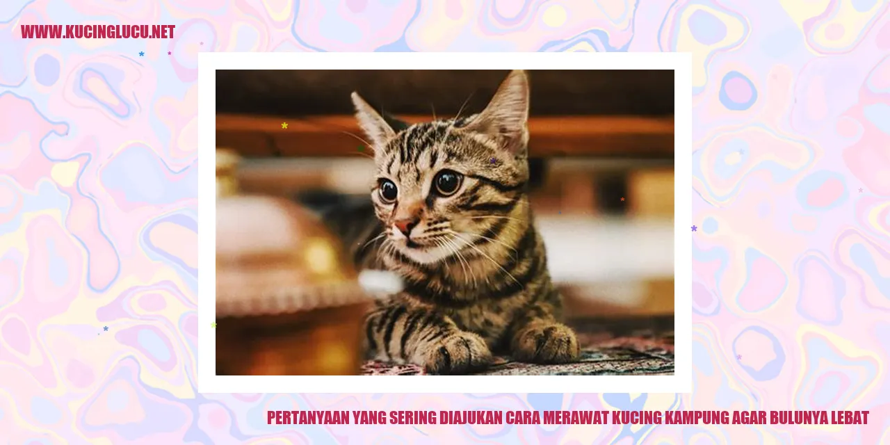 Tips Merawat Kucing Kampung untuk Bulu yang Lebat