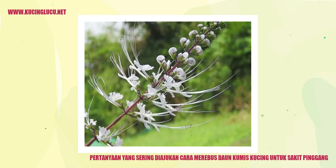 Gambar Daun Kumis Kucing