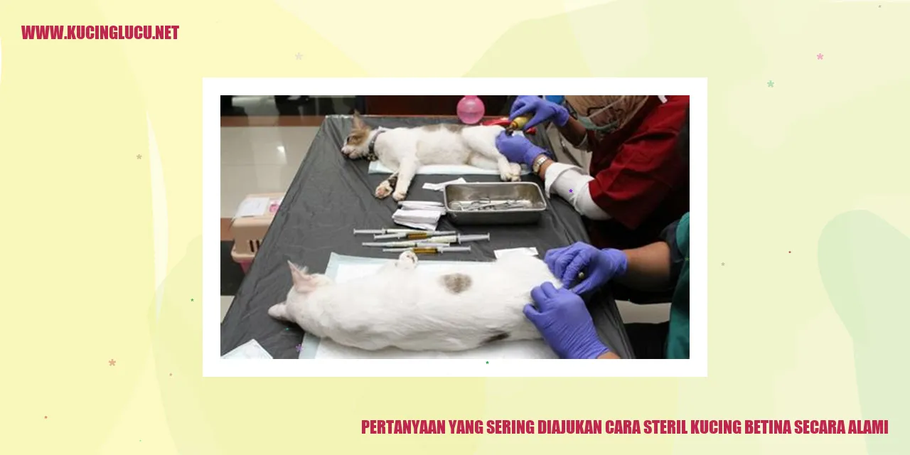 Pertanyaan yang Sering Diajukan cara steril kucing betina secara alami