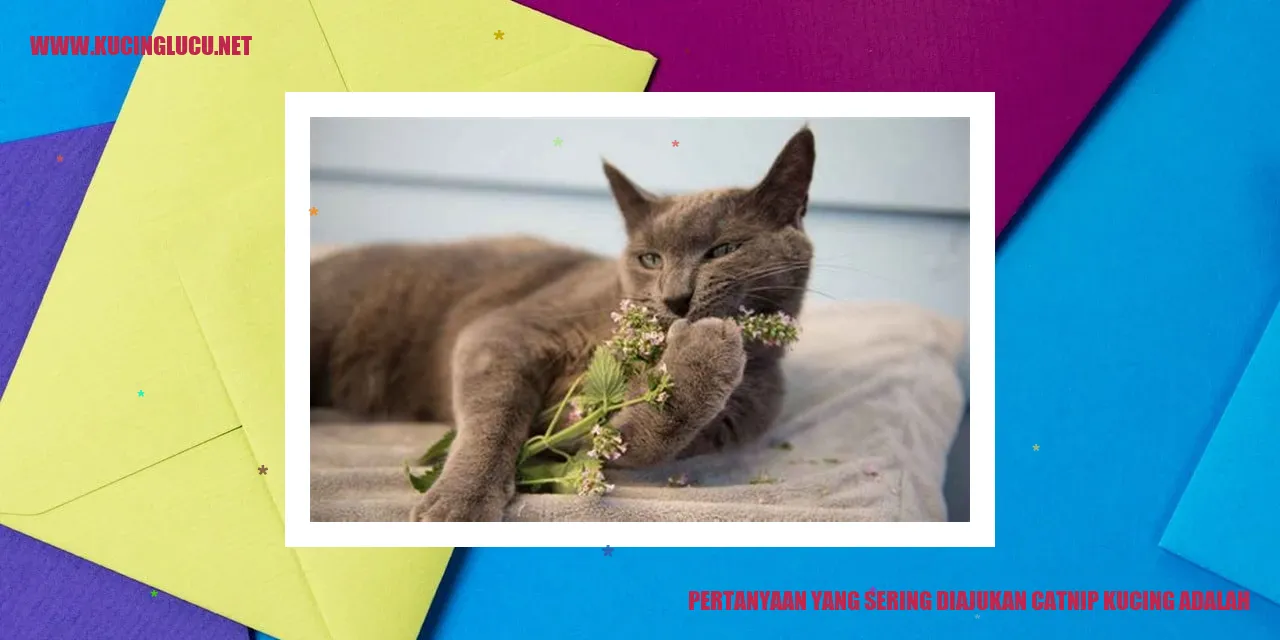 catnip kucing