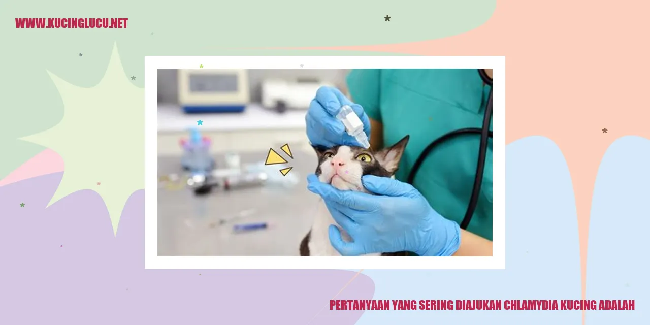 Chlamydia pada kucing