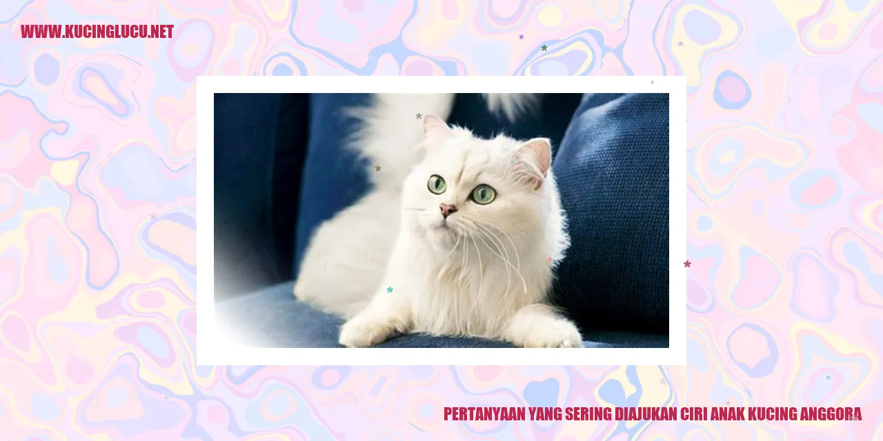 Ciri anak kucing Anggora