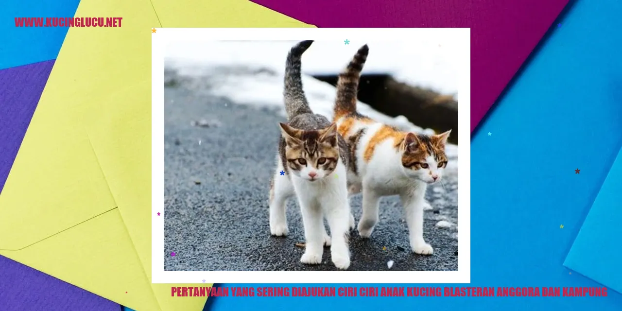Gambar anak kucing blasteran anggora dan kampung