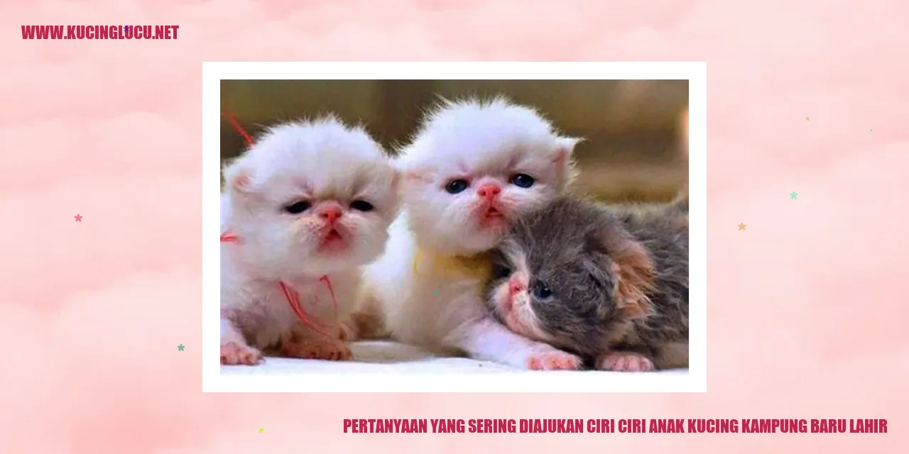 Anak Kucing Kampung Baru Lahir