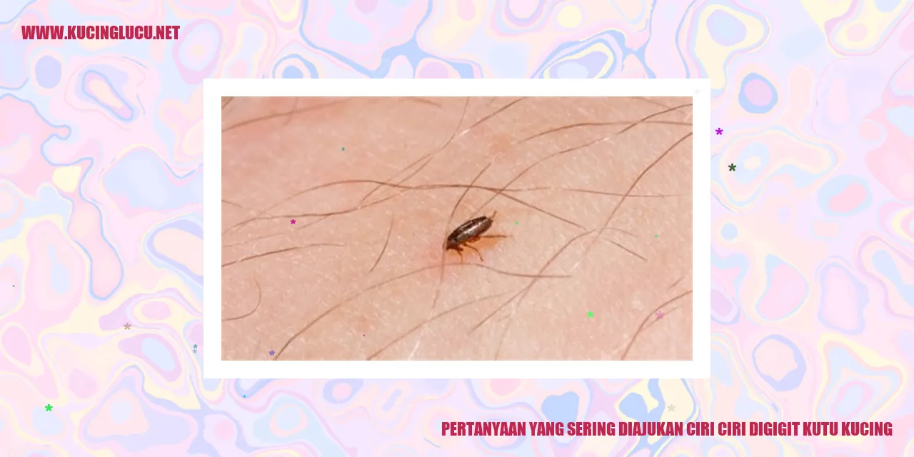 Ilustrasi kutu pada kucing