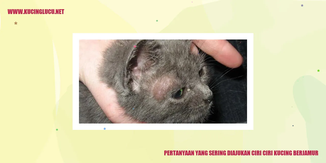 Gejala Kucing Berjamur