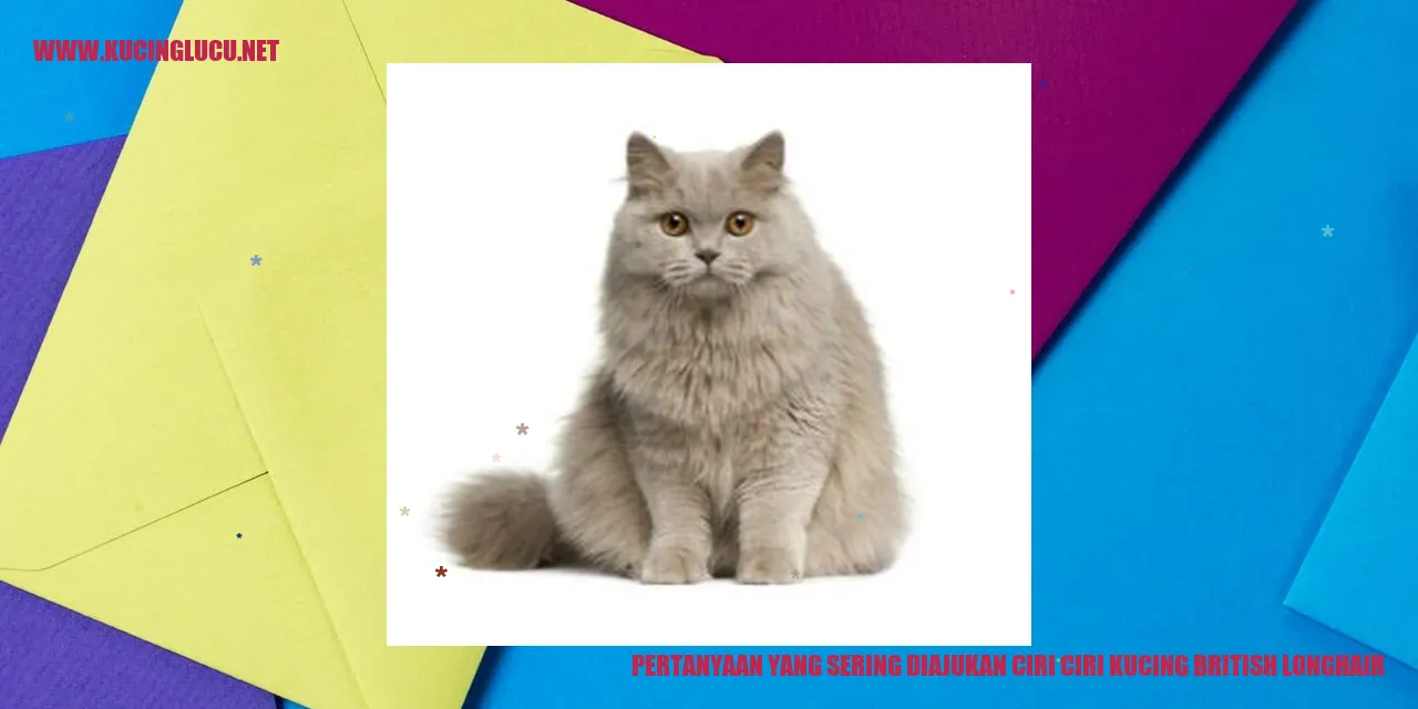 Kucing British Longhair
