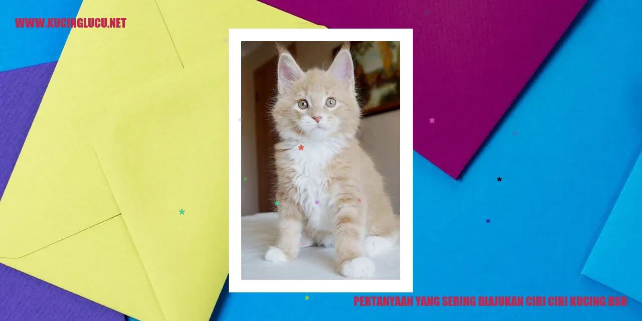 Karakteristik Kucing British Shorthair