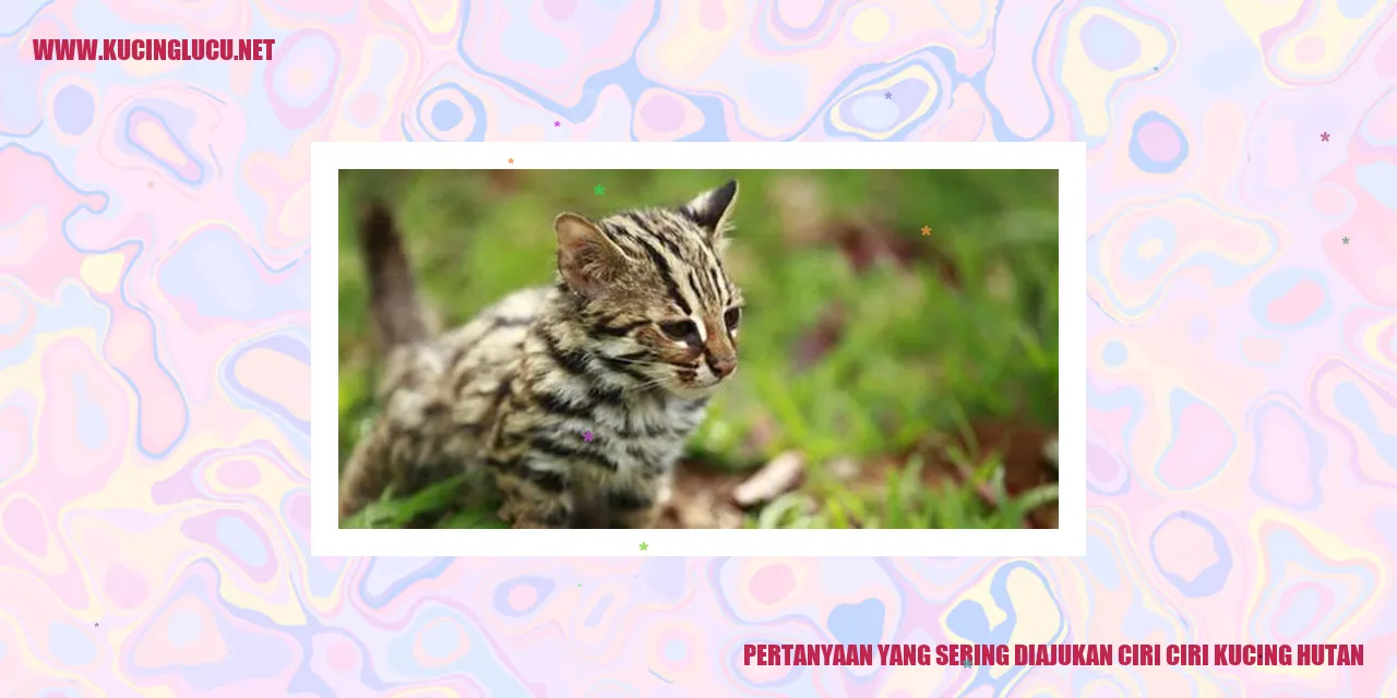 Kucing Hutan