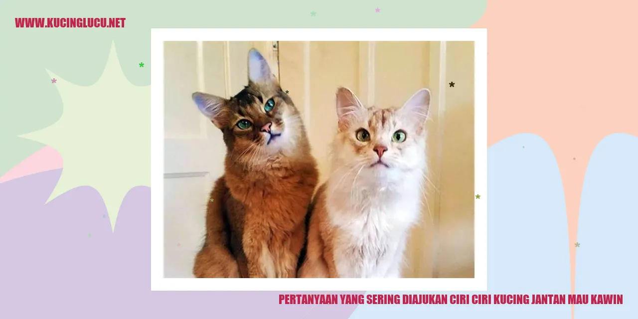 Gambar Kucing Jantan Mau Kawin