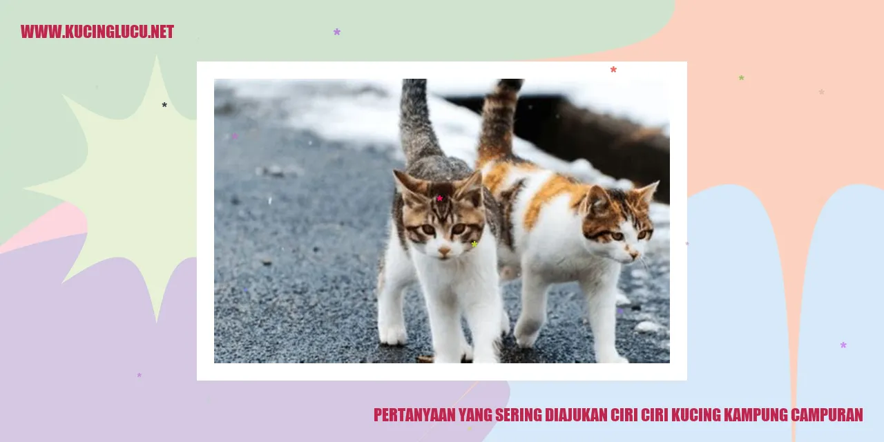 Foto kucing kampung campuran yang menggemaskan