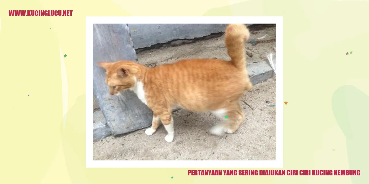 Ciri-ciri Kucing Kembung