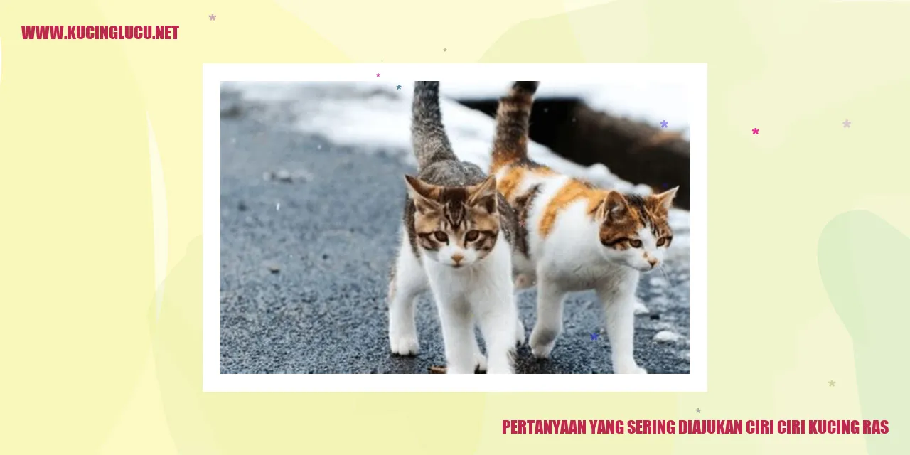 pertanyaan ciri-ciri kucing ras