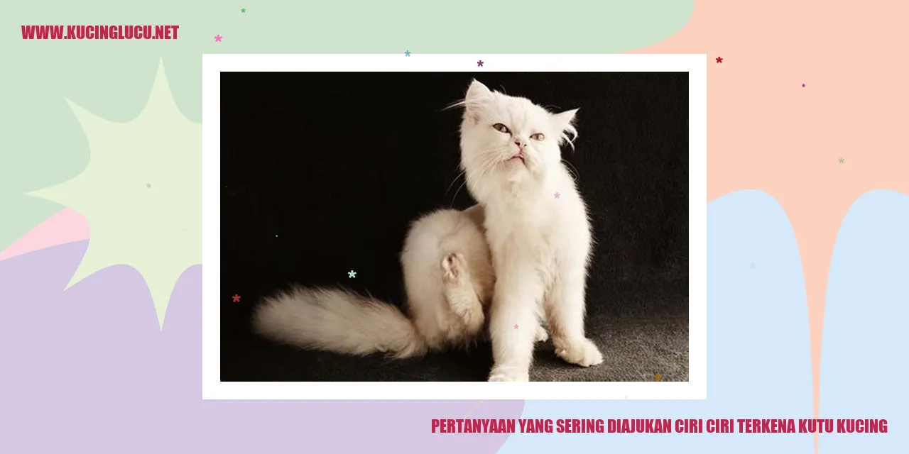 Kutu Kucing
