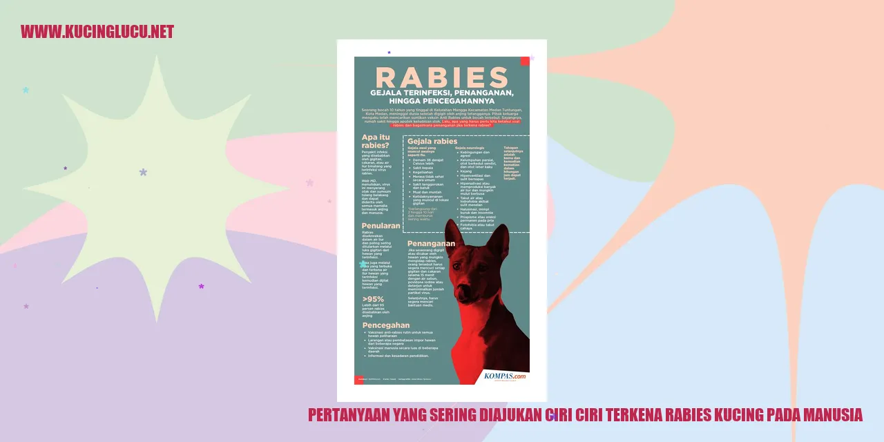 Gambar Kucing
