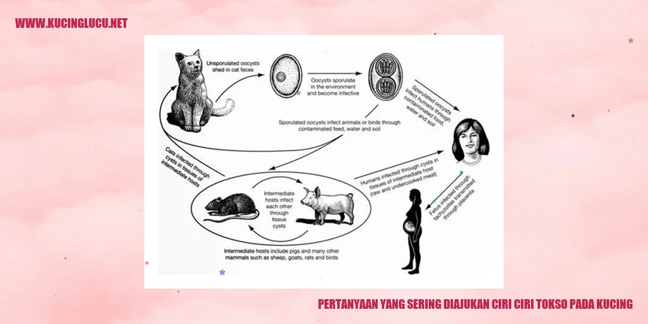 Ilustrasi Kucing