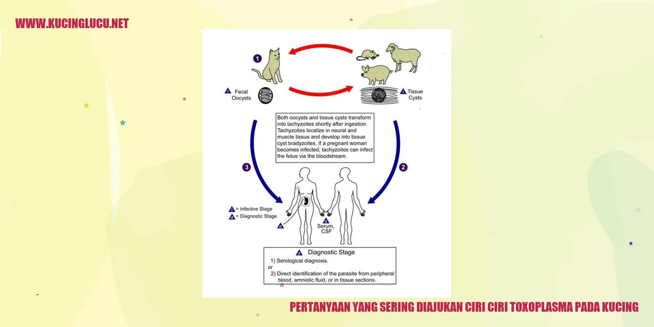 Ciri-ciri Toxoplasma pada Kucing