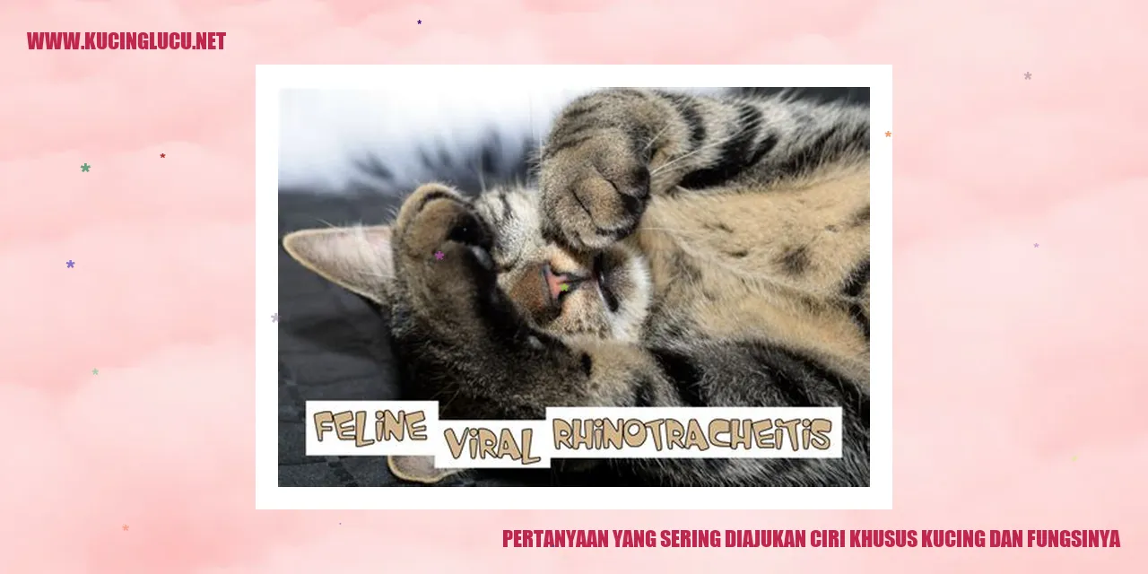 Gambar Kucing Menggemaskan