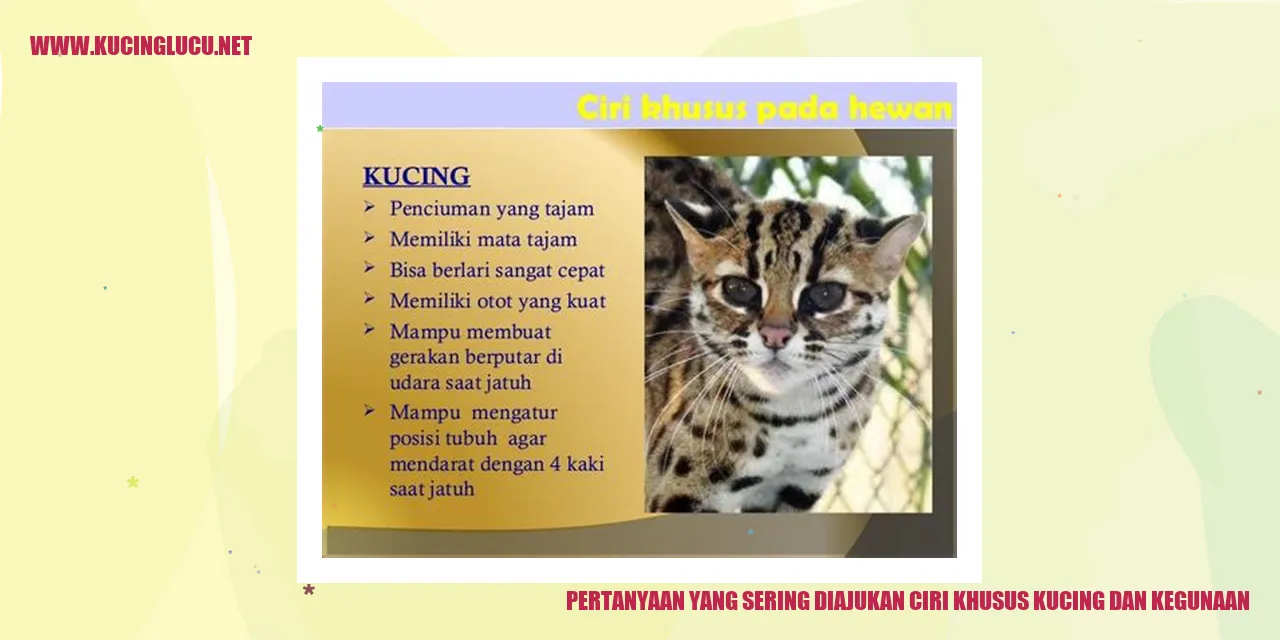 Gambar Kucing