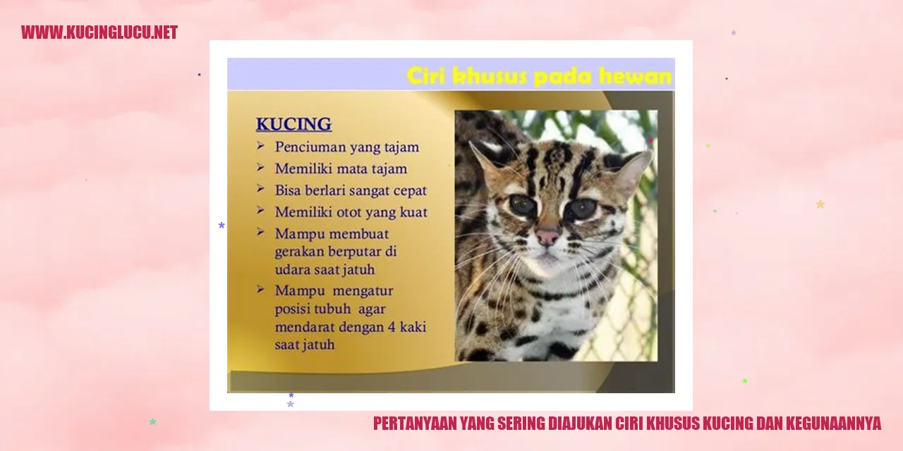 Gambar Kucing