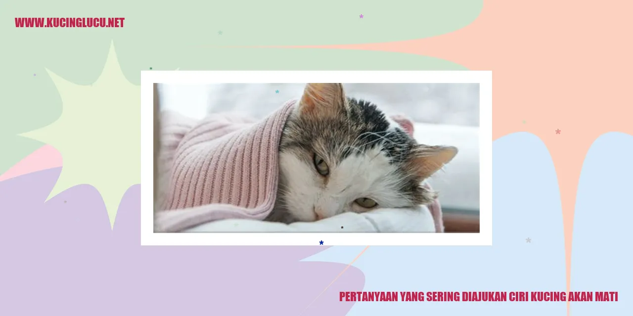 Ciri kucing akan mati