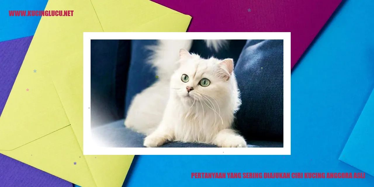 Ciri Kucing Anggora Asli